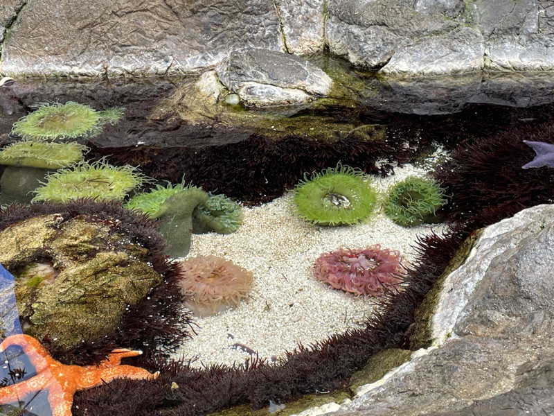 Anemones