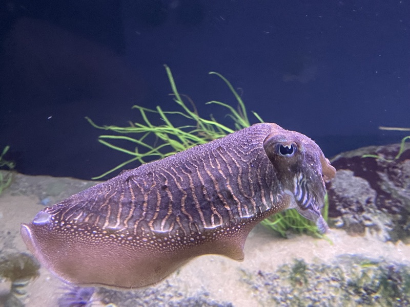 Cuttlefish