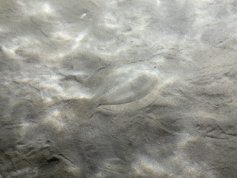 Flat Fish