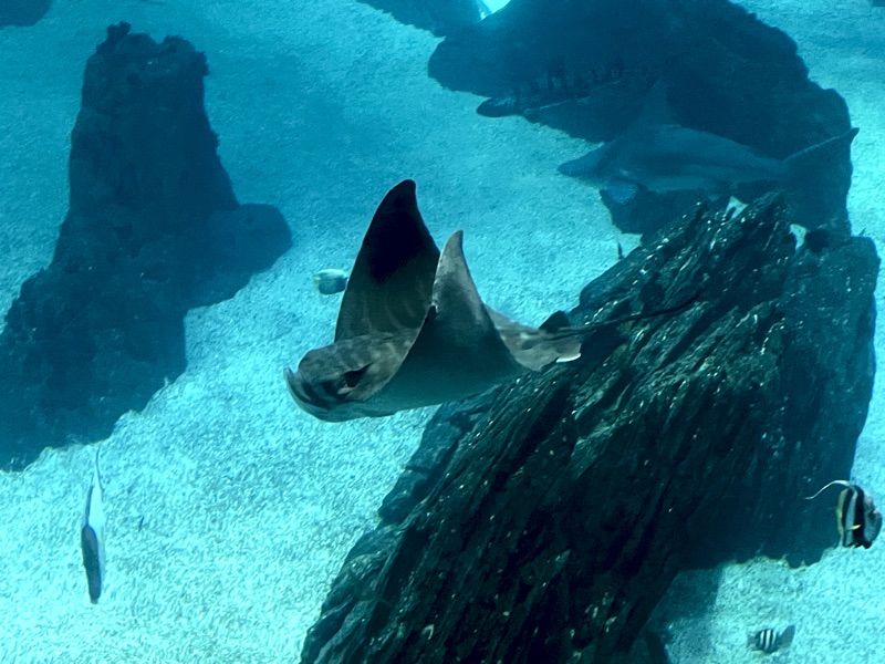 Ray