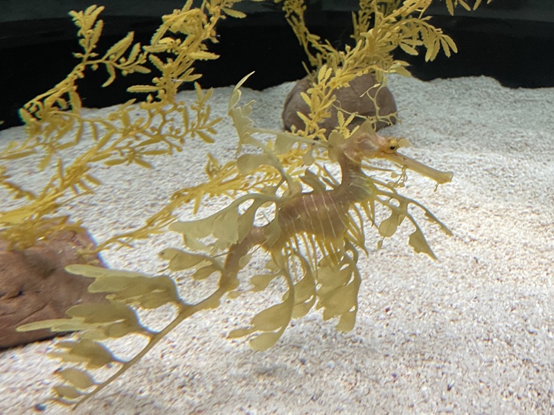 Ghost Seahorse