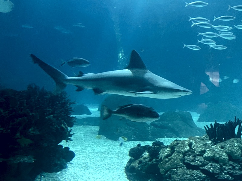 Shark