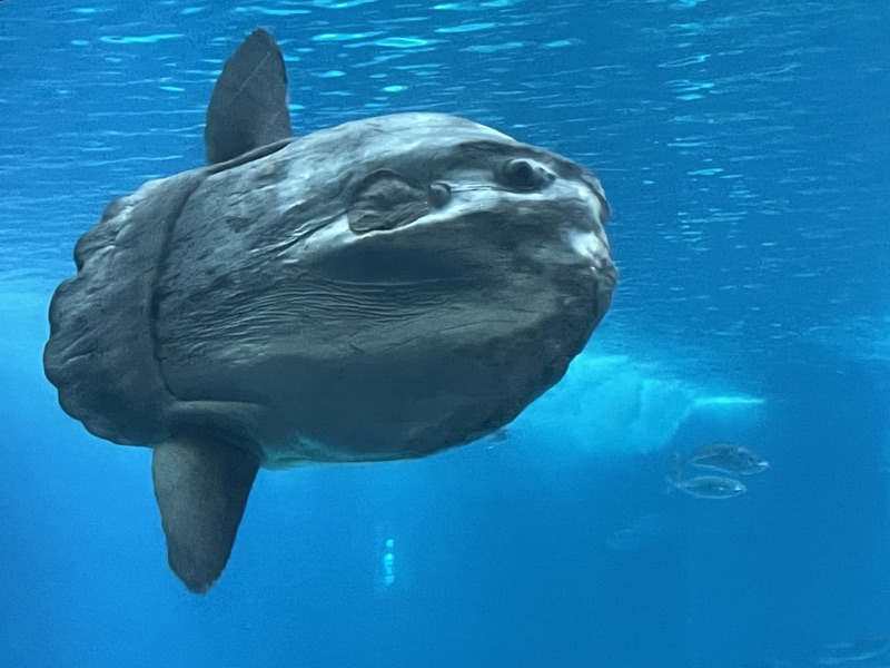 Sunfish